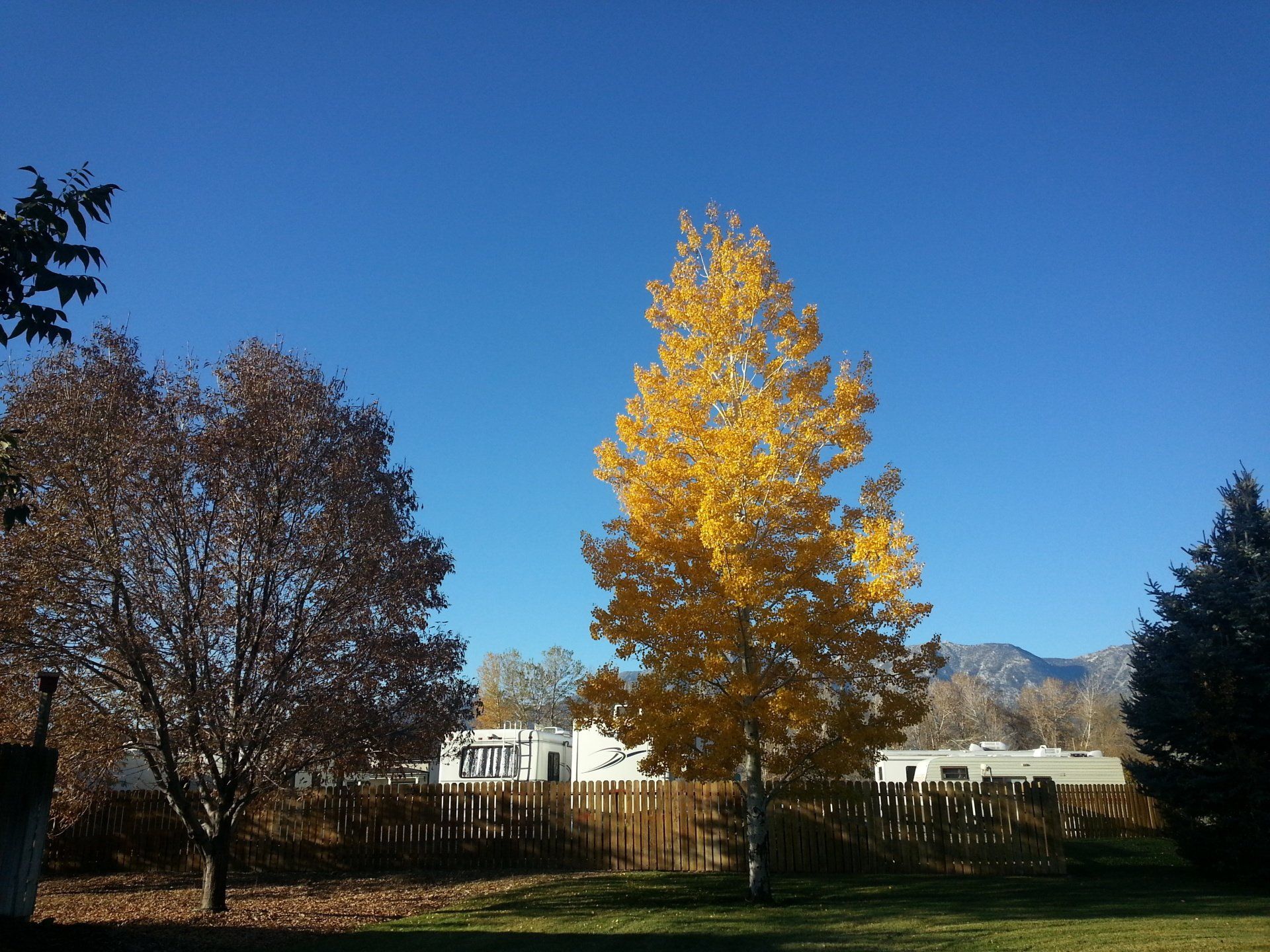 A tree with yellow leaves is in the middle of a field