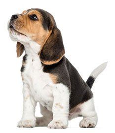 Small Animal — Comanche Veterinary Hospital, Kiowa CO