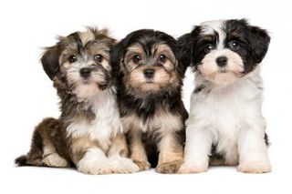 Three Dogs — Comanche Veterinary Hospital, Kiowa CO Three Dogs — Comanche Veterinary Hospital, Kiowa CO