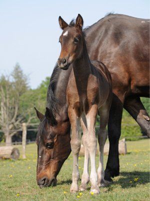 Large Animals — Comanche Veterinary Hospital, Kiowa CO Large Animals — Comanche Veterinary Hospital, Kiowa CO