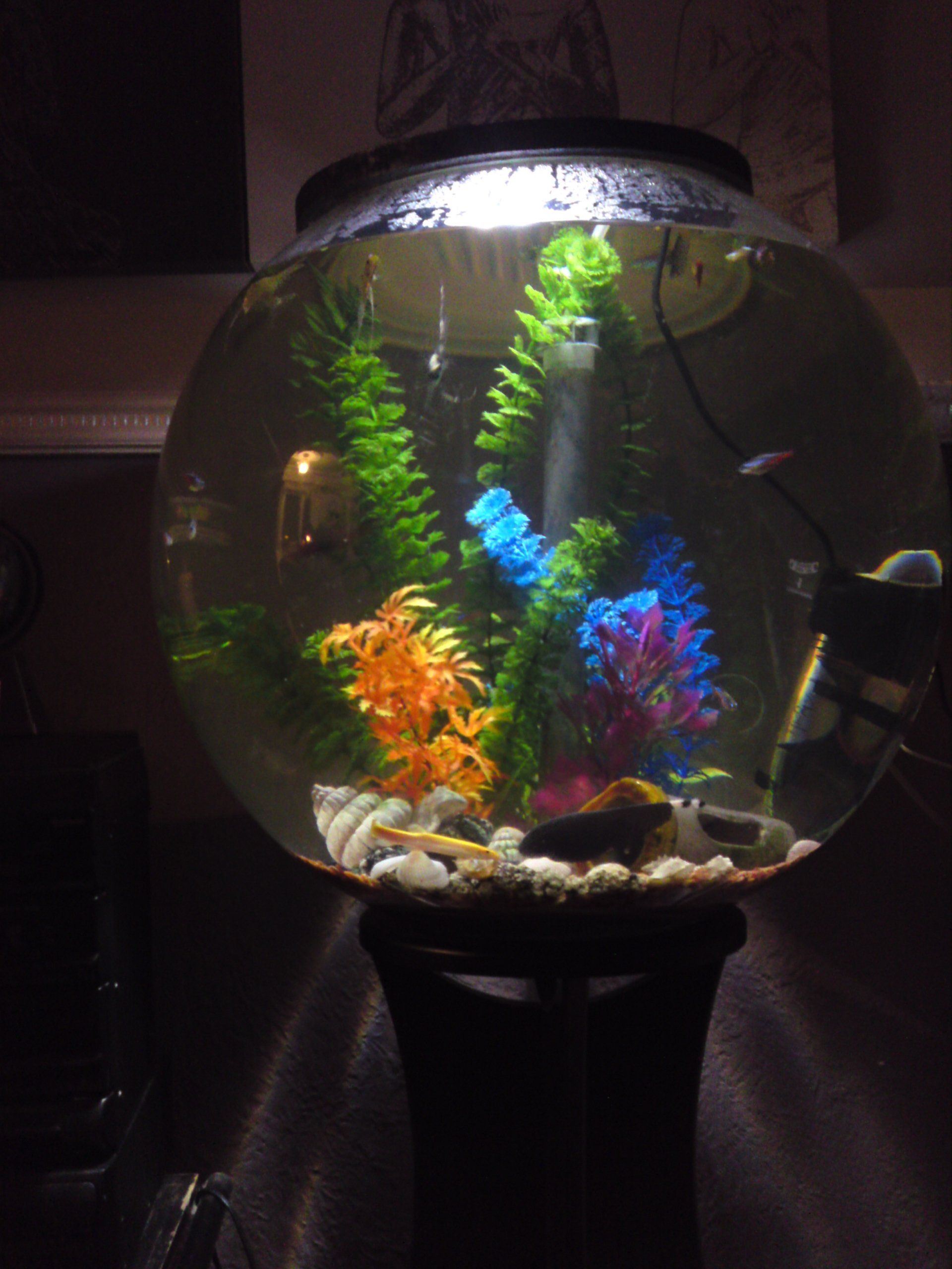 Maria's fishtank at home.... #bioorb