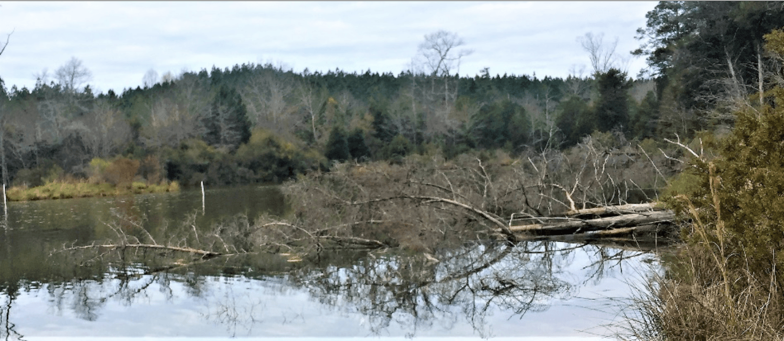 A calm lake reflecting bare trees and a treeline under an overcast sky.