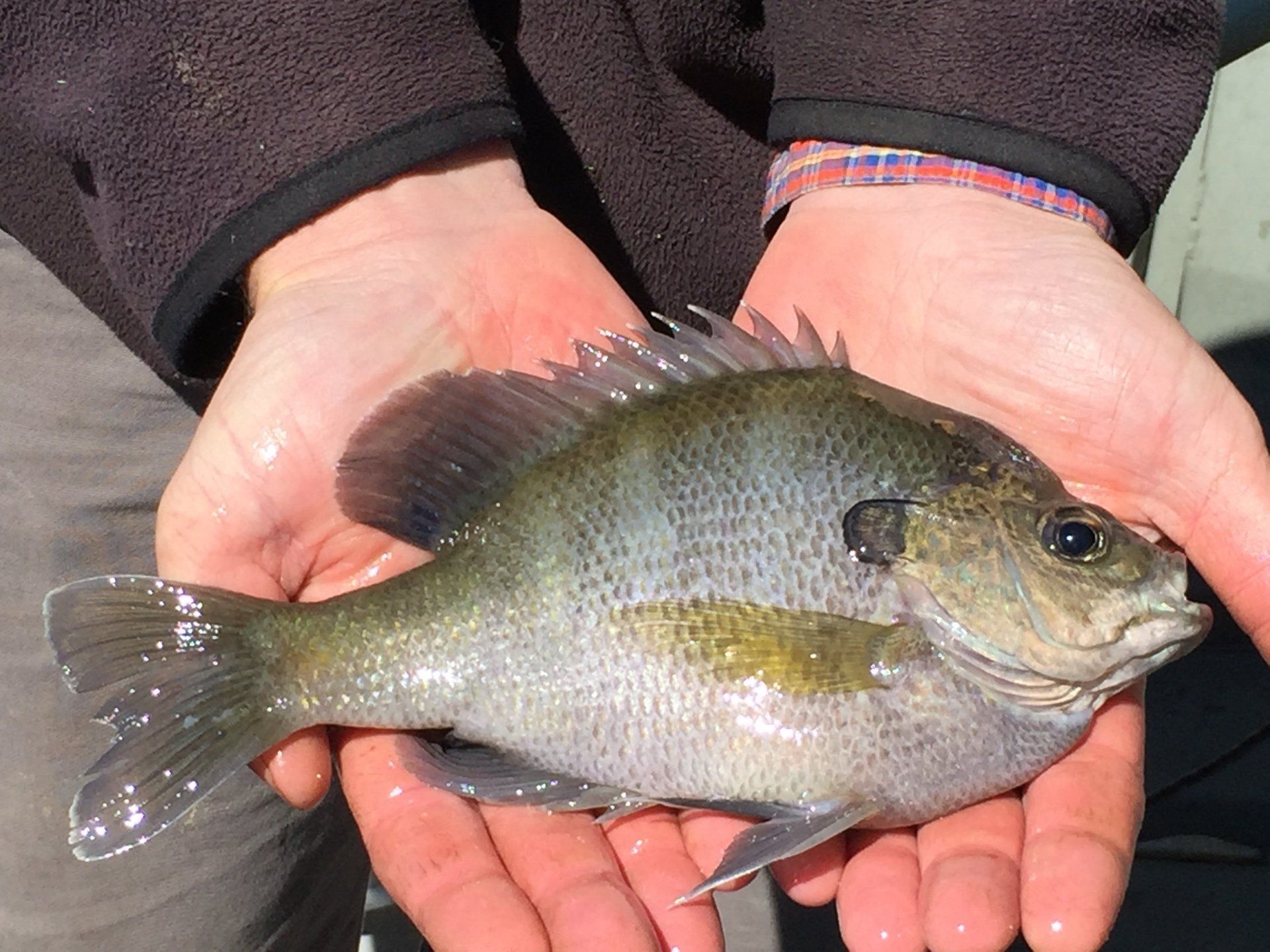 Pond Pro