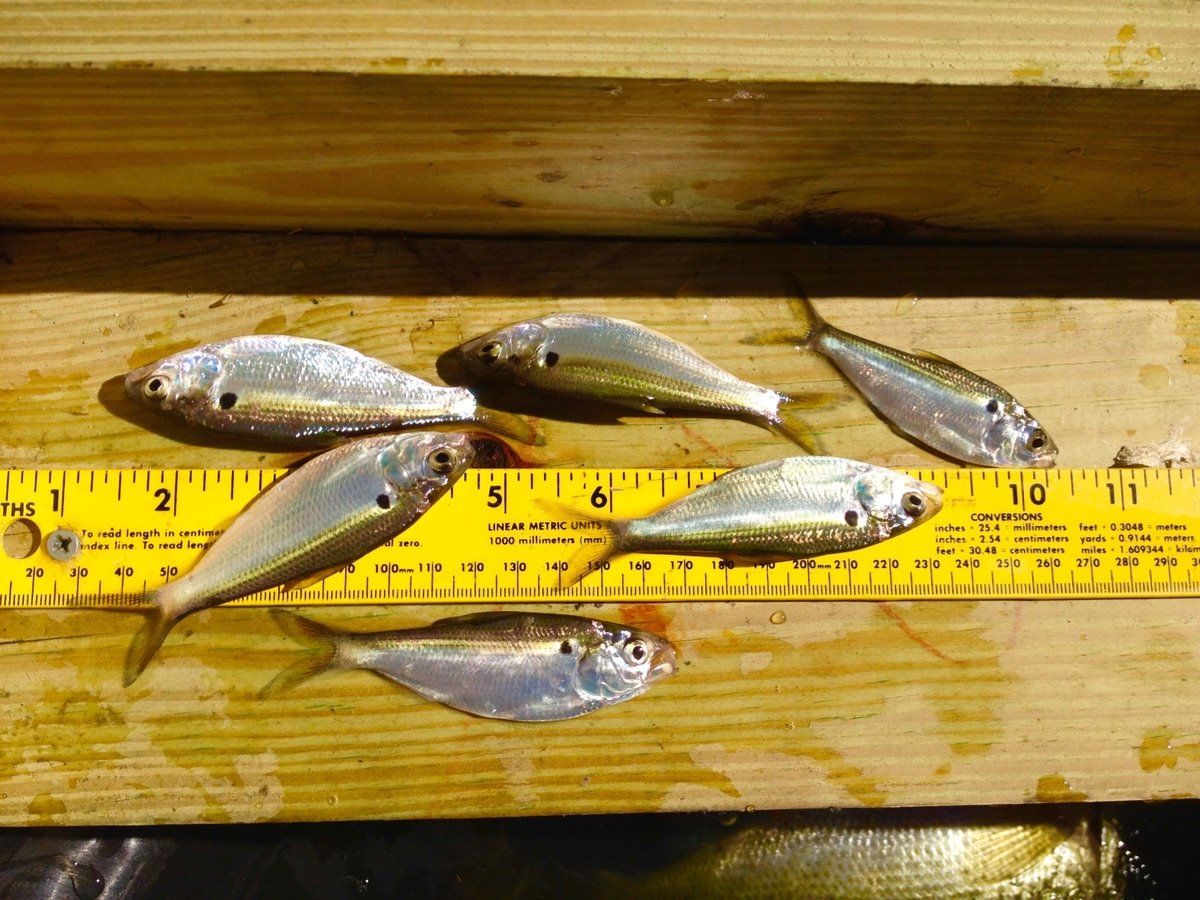 Fish Stocking