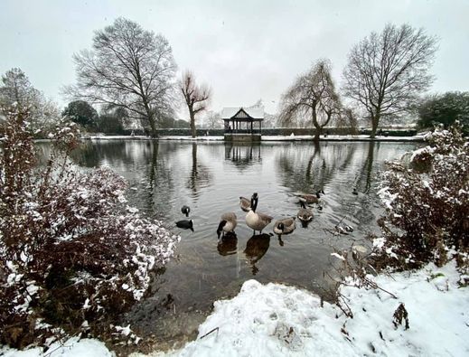 A group of ducks are standing in a snow covered pond.