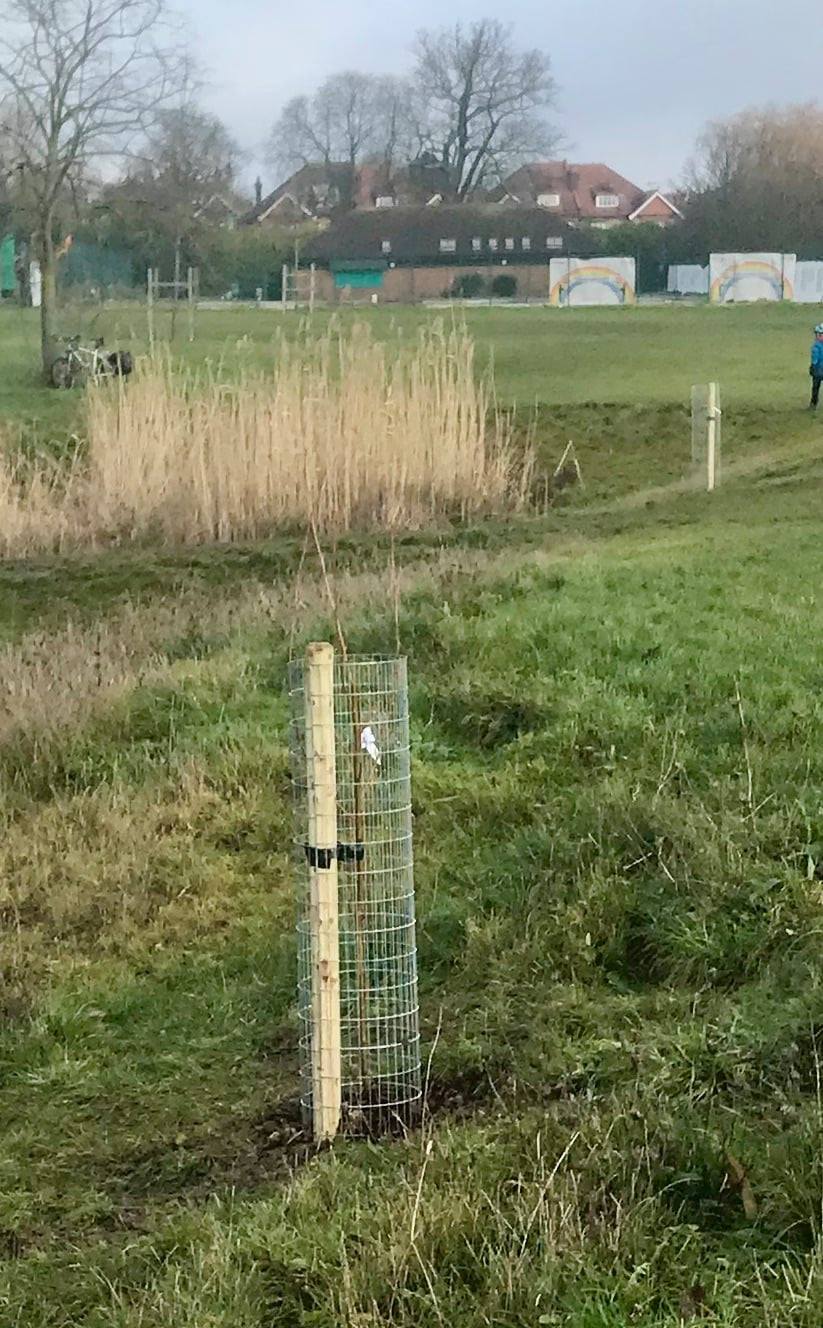 A small tree is growing in the middle of a grassy field.