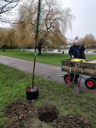 A man is planting a tree in a park.