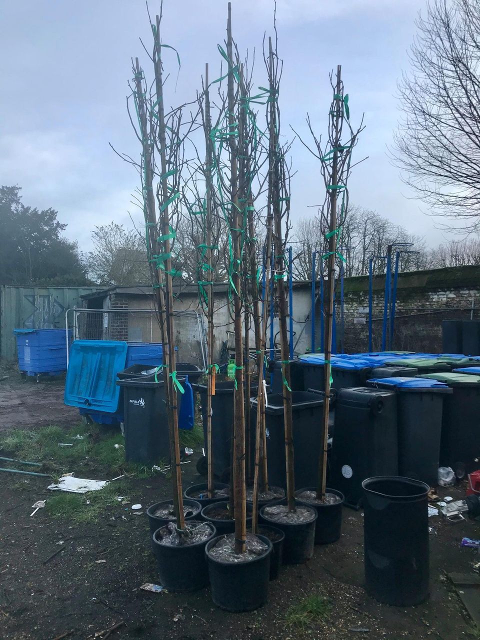 A bunch of trees in pots are sitting in a yard.