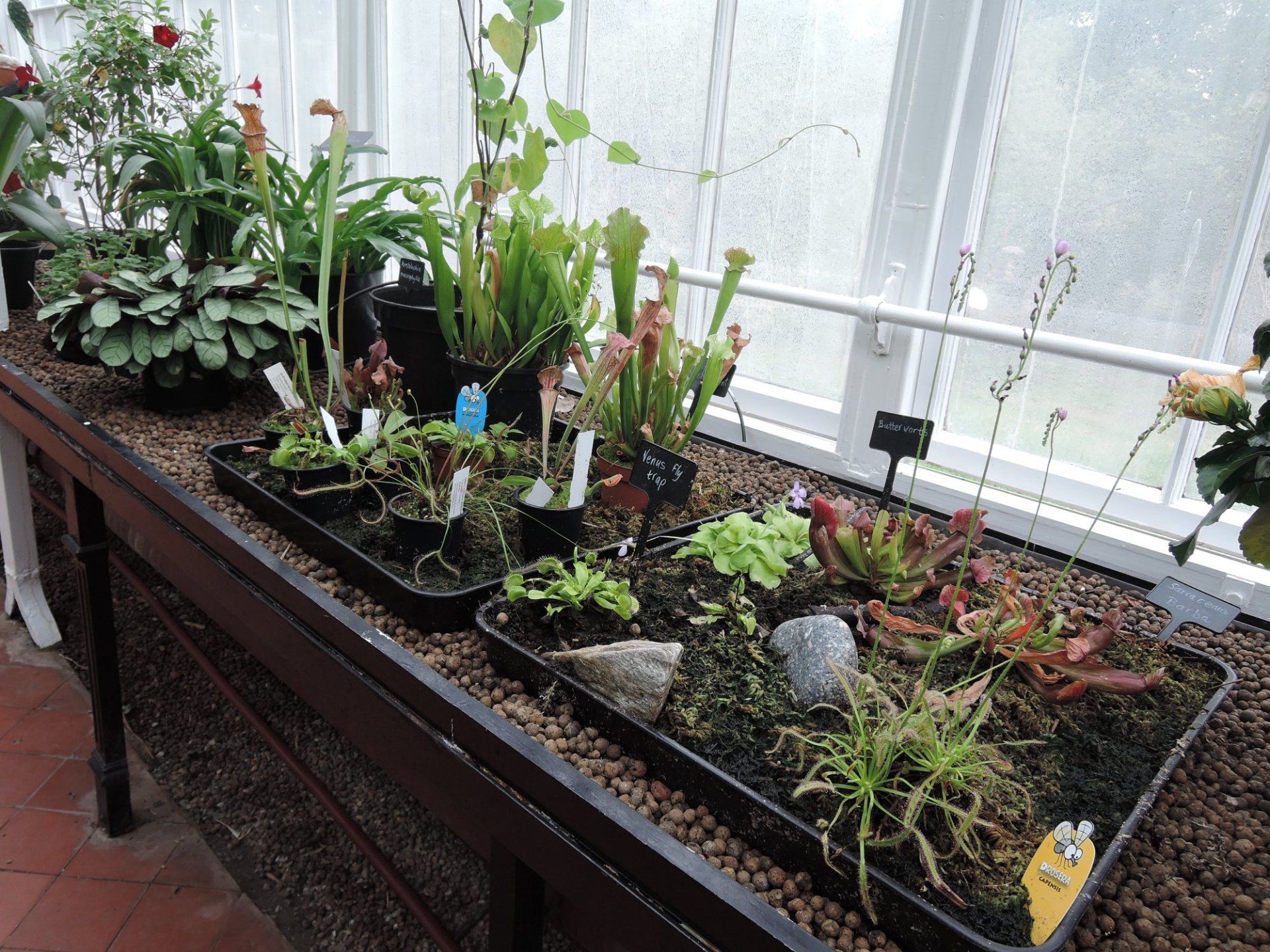 A greenhouse filled with lots of plants and flowers