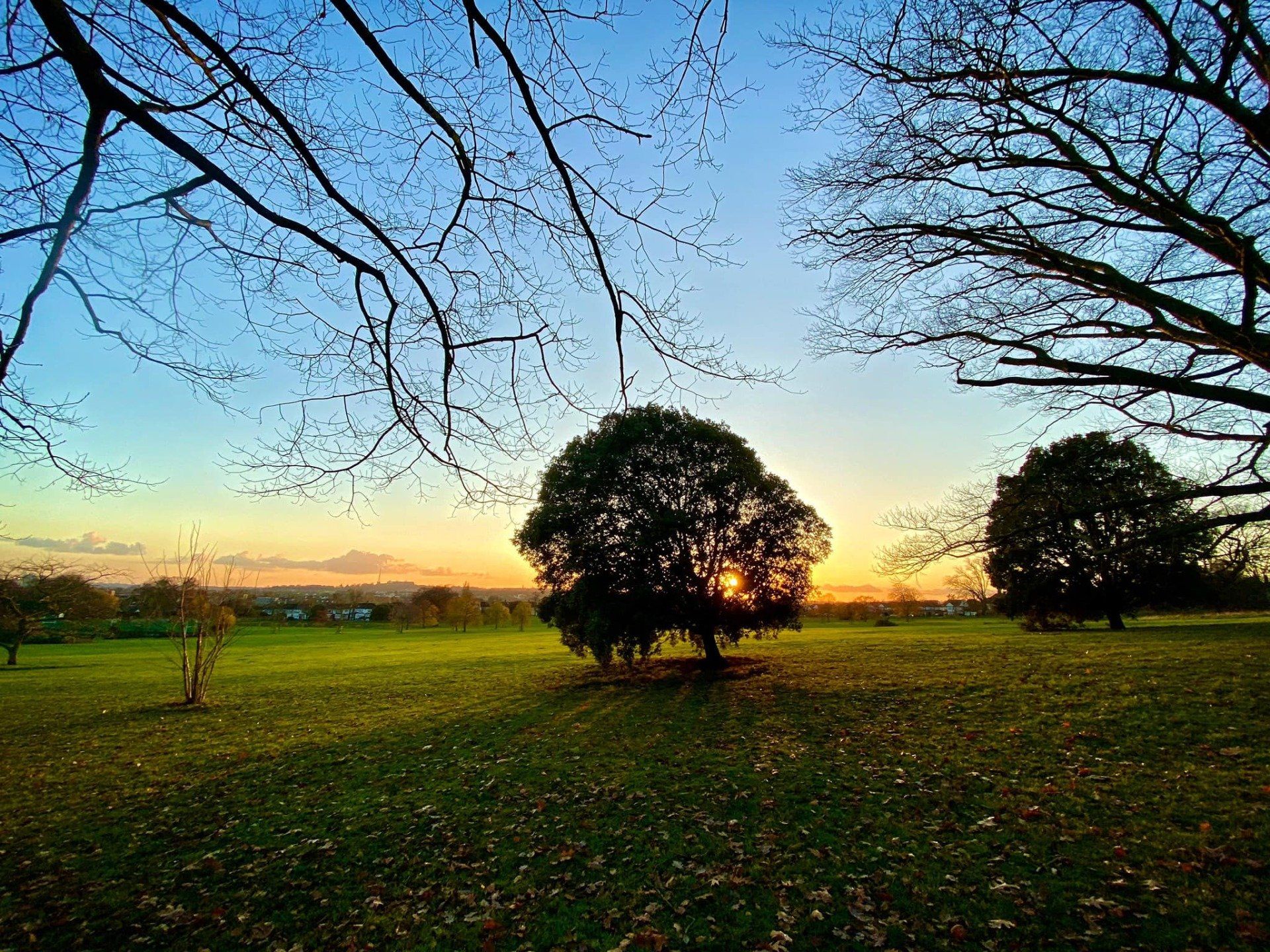 The sun is setting behind a tree in the middle of a field.