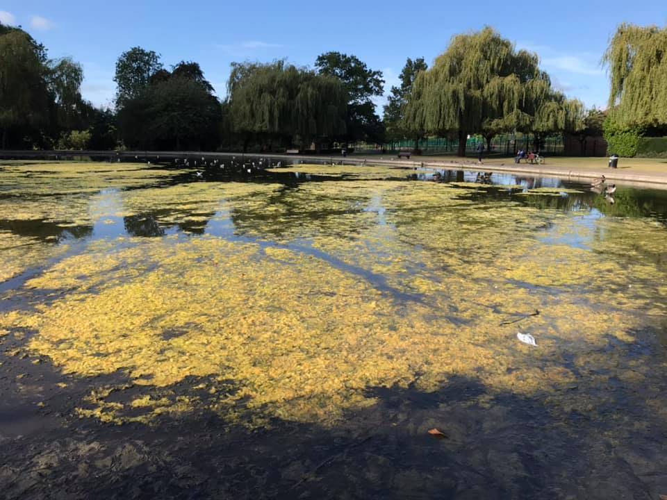 A pond filled with lots of algae and trees in the background.