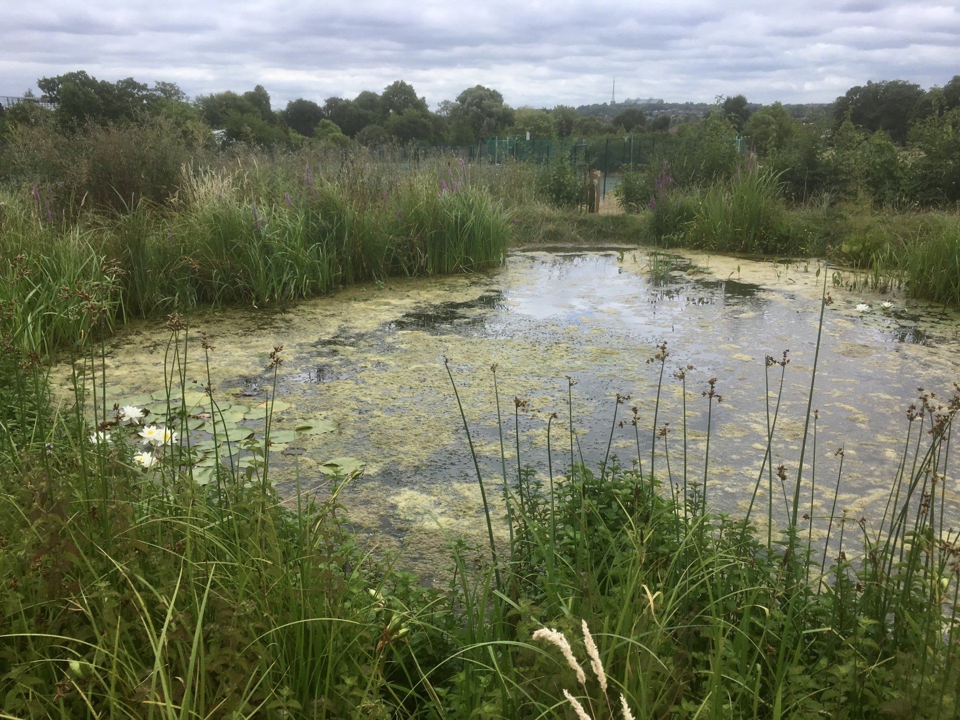 A small pond surrounded by tall grass and trees.