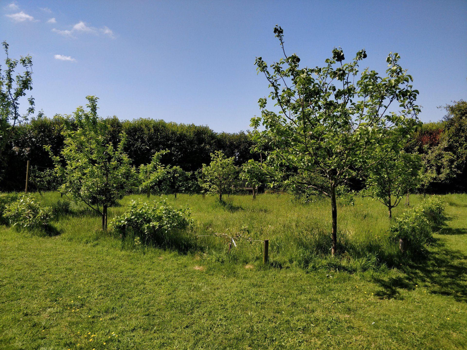 A lush green field with trees and bushes on a sunny day