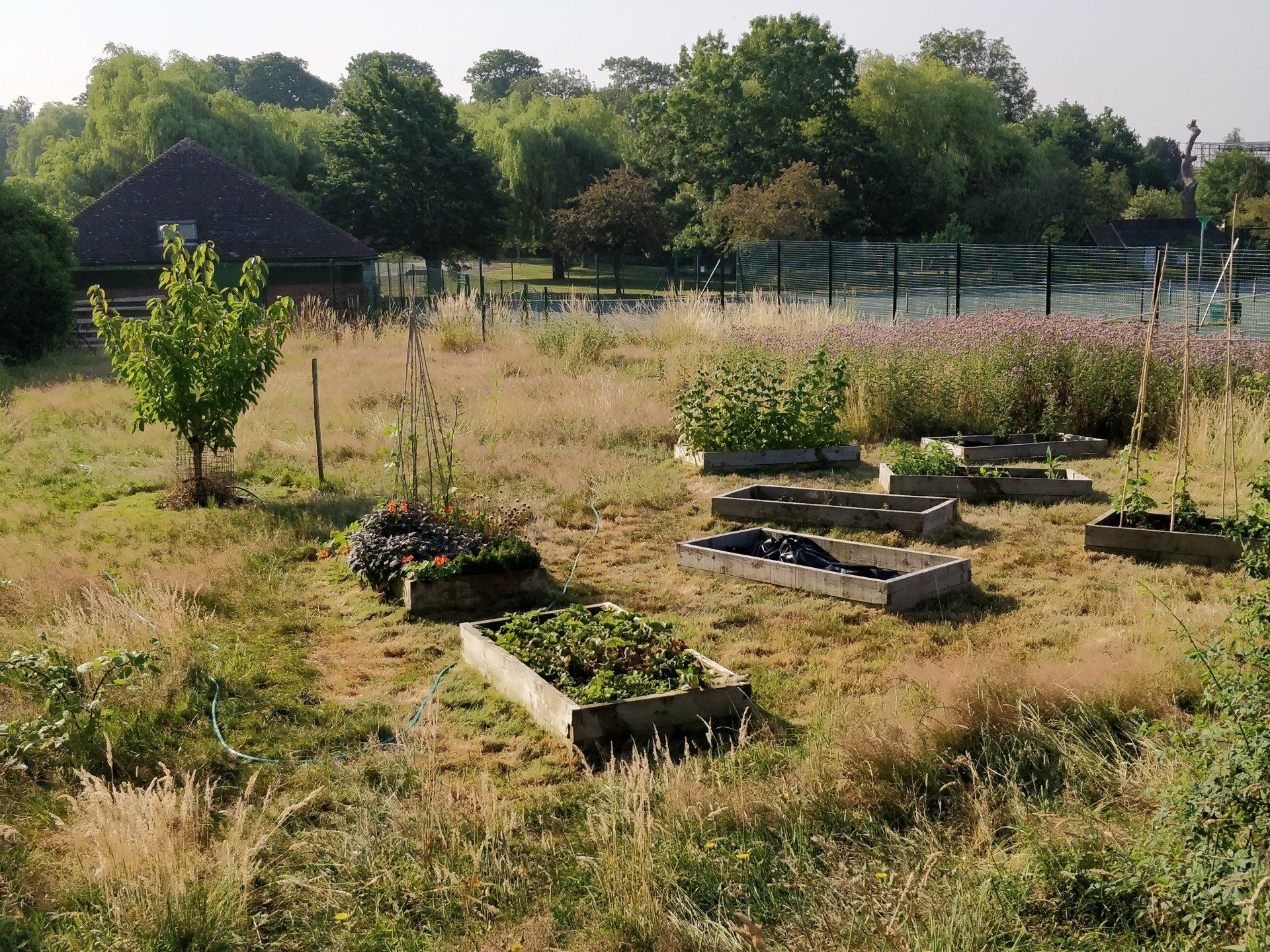 A lush green field with lots of plants and trees