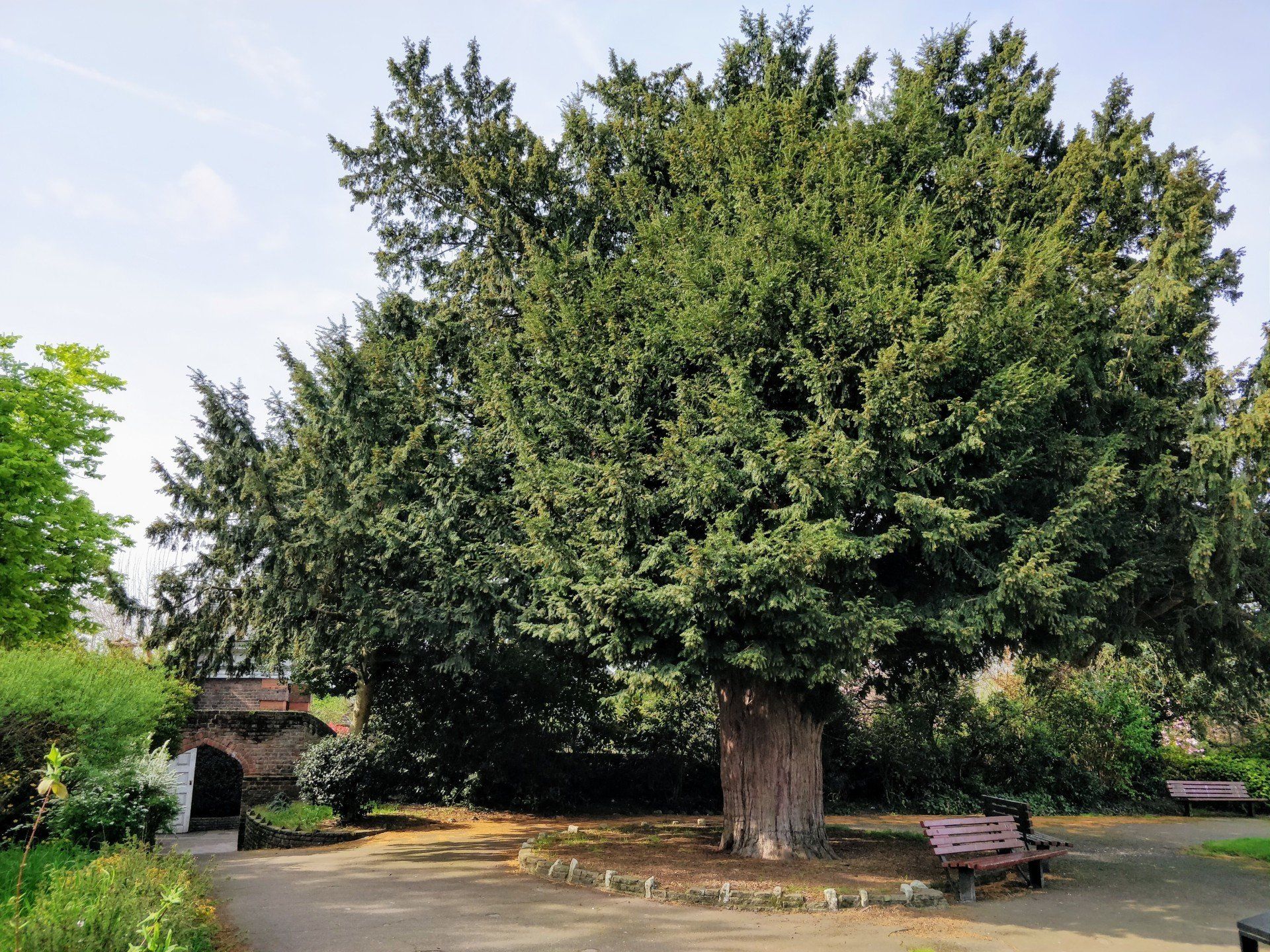 A large tree in a park with a bench in front of it.