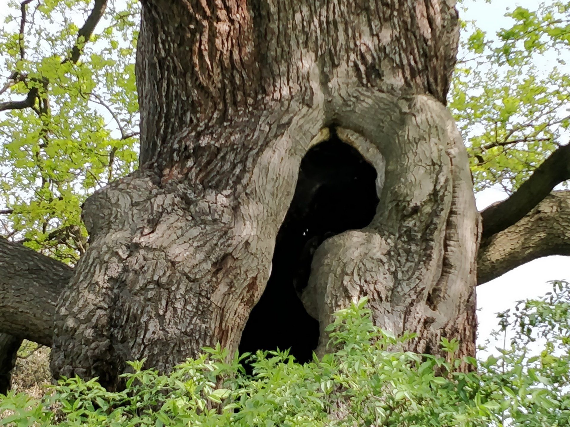 A tree with a hole in the middle of it.