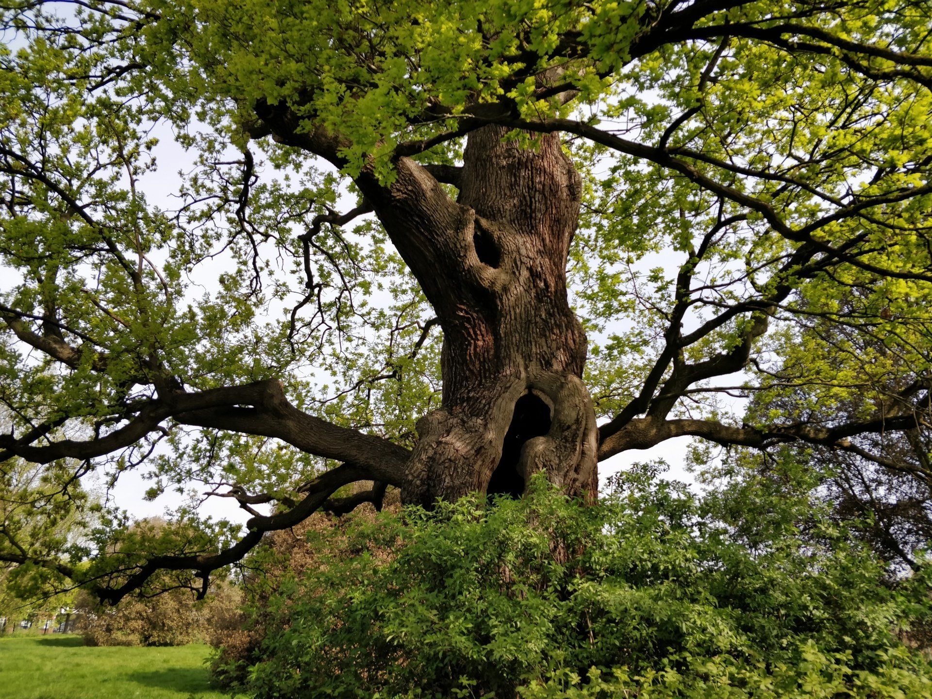 A large tree with lots of branches and leaves in a park.
