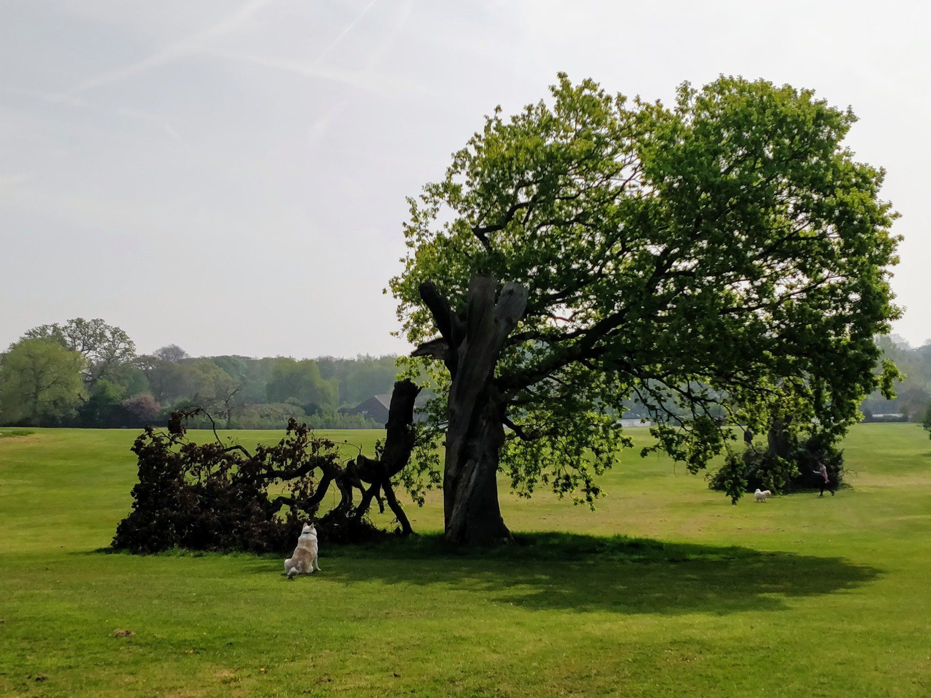 A dog sits under a tree in a grassy field