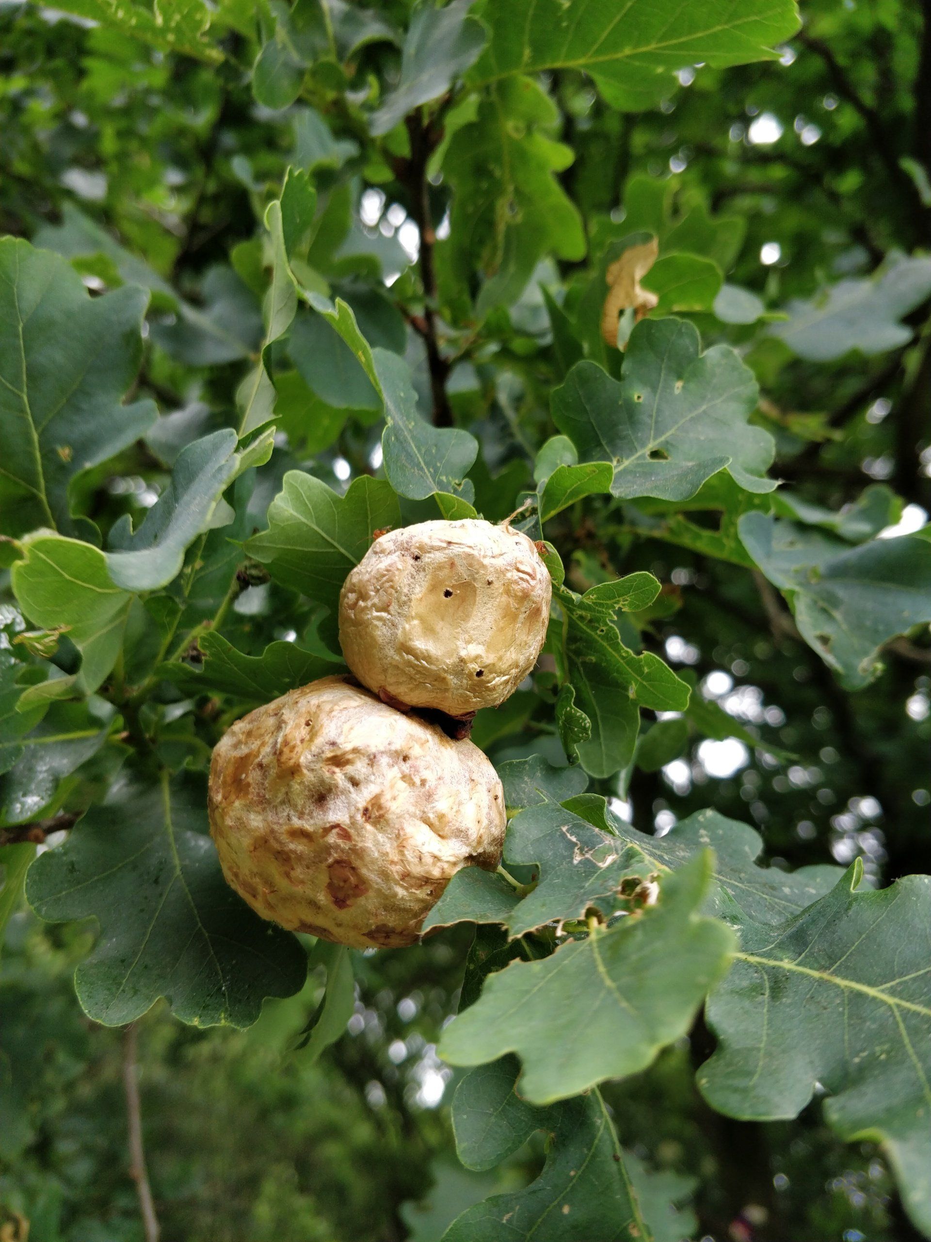 Two acorns are hanging from a tree branch.