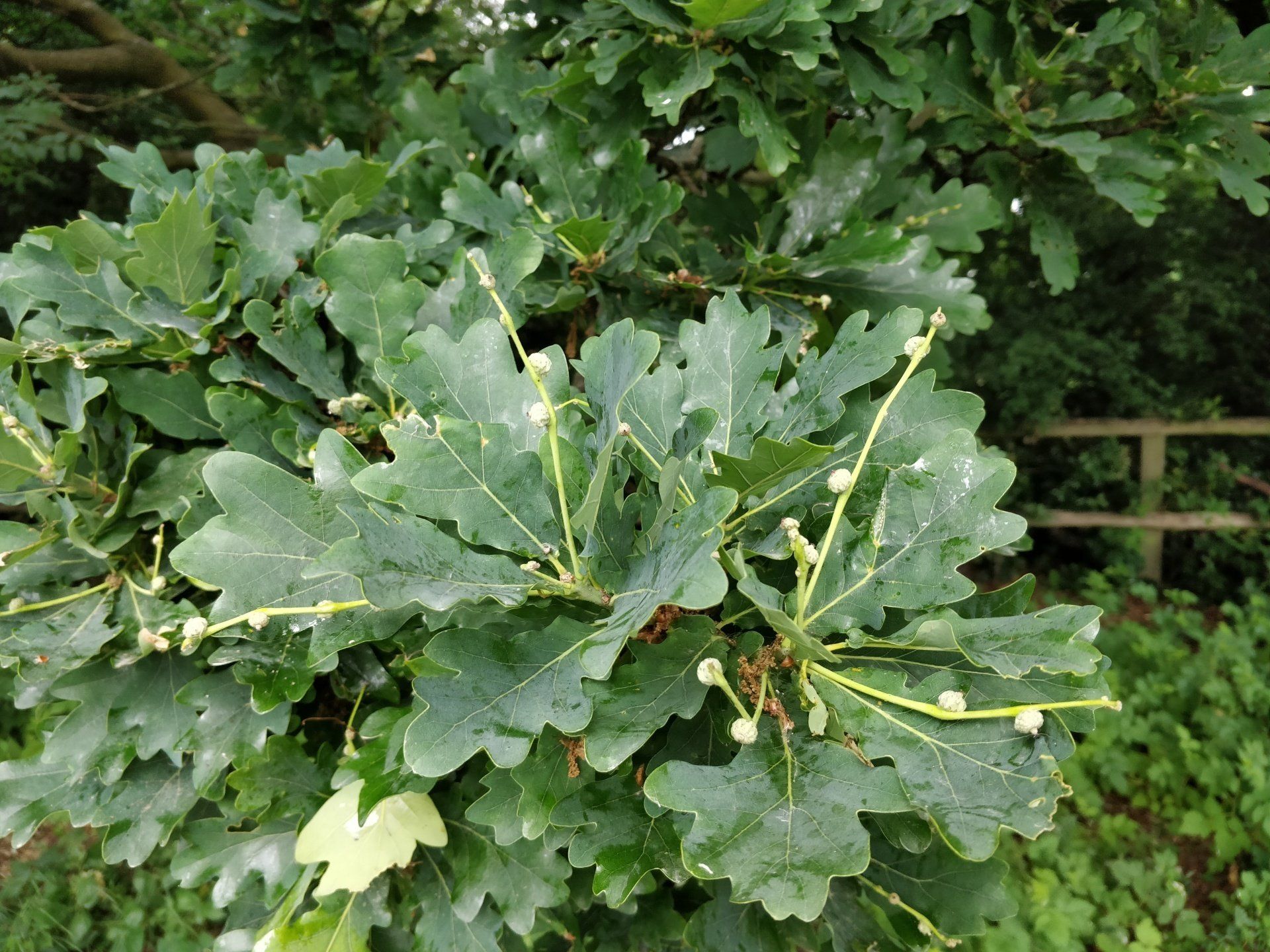 A close up of a tree with lots of green leaves.