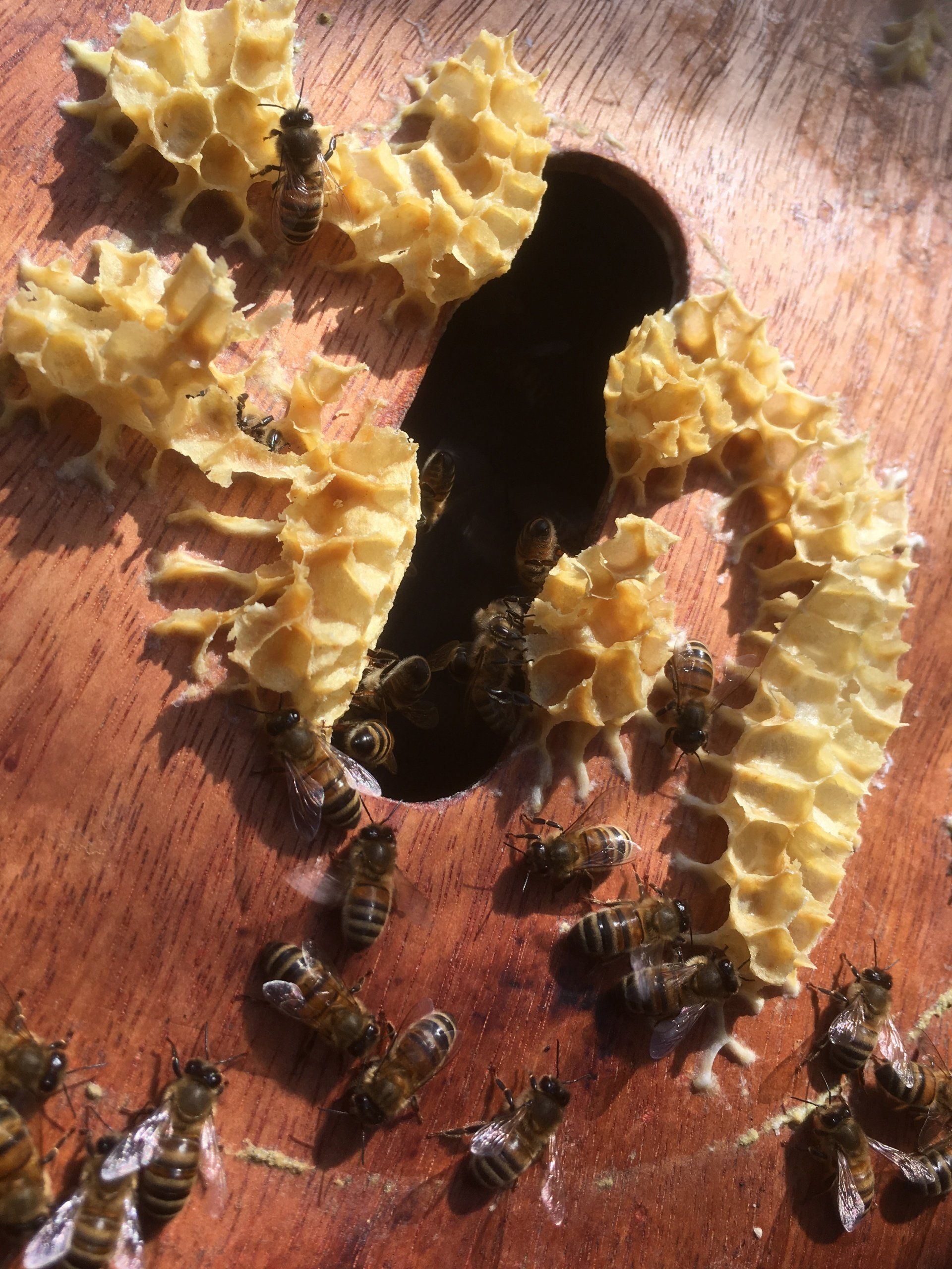 A group of bees are gathered around a piece of honeycomb