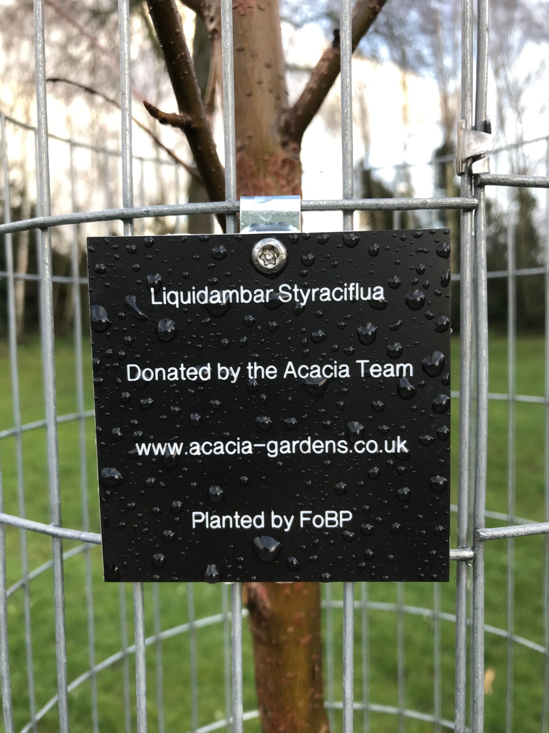 A black sign that says liquidambar styraciflua donated by the acacia team
