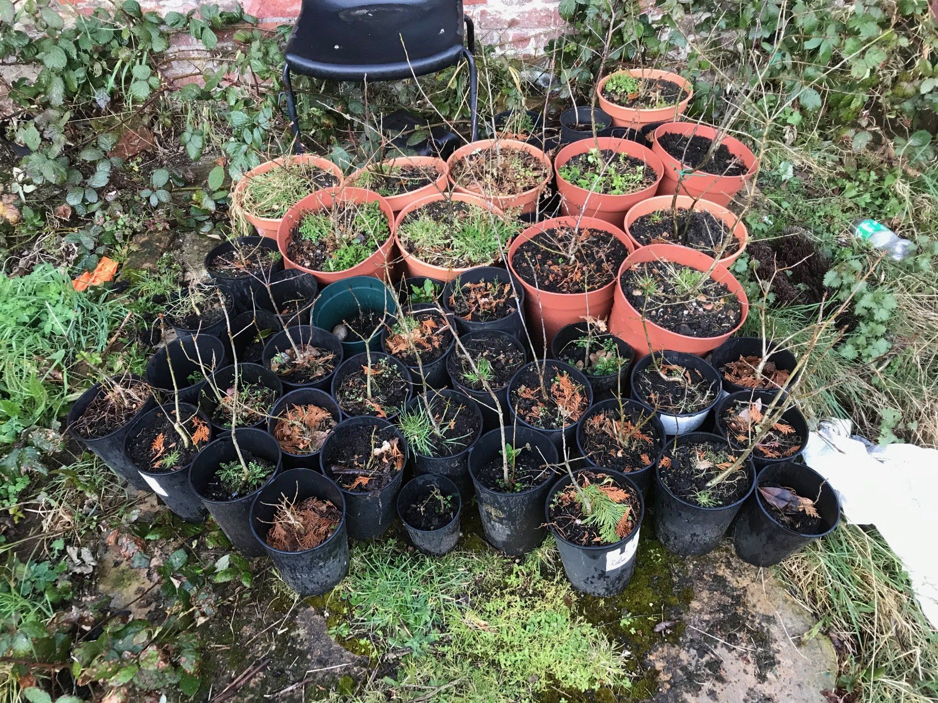 A bunch of potted plants are sitting on the ground.