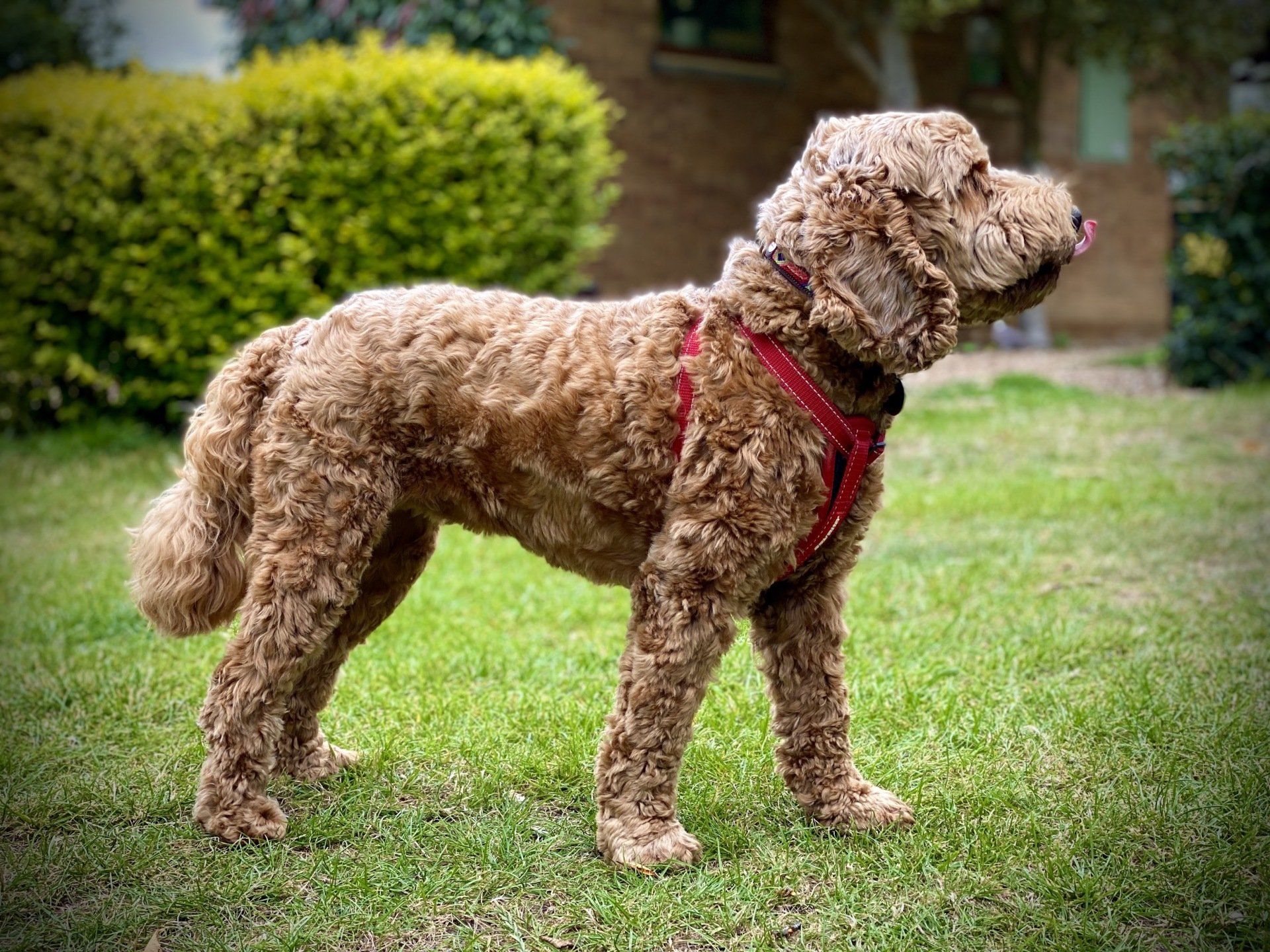 A brown dog wearing a red harness is standing in the grass.