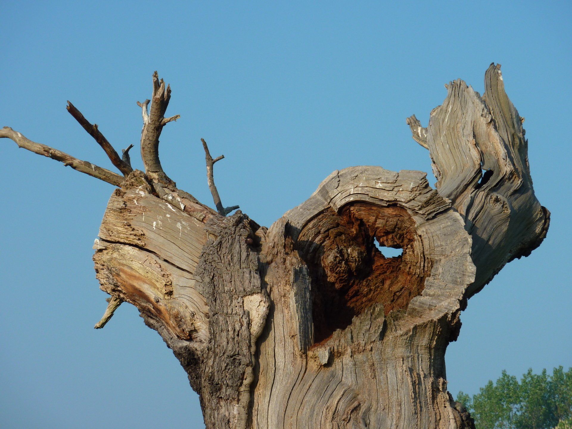 A tree stump with a hole in the middle of it