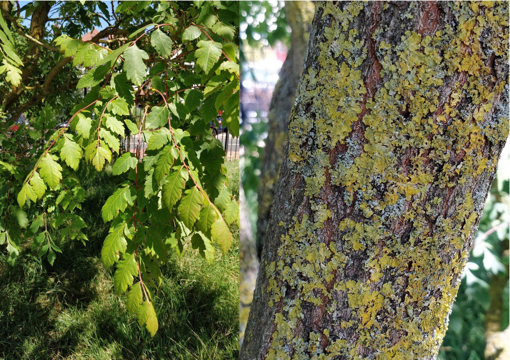 A tree with green leaves and a tree trunk with yellow lichen.