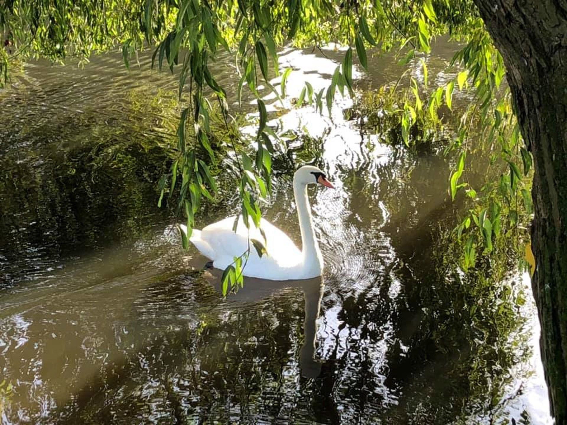 A white swan is swimming in a river under a tree.
