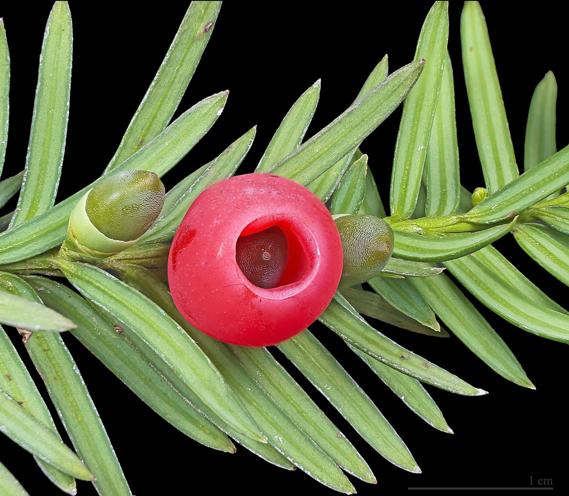 A close up of a red berry on a tree branch