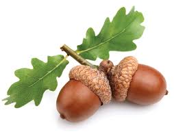 Two acorns with oak leaves on a white background.
