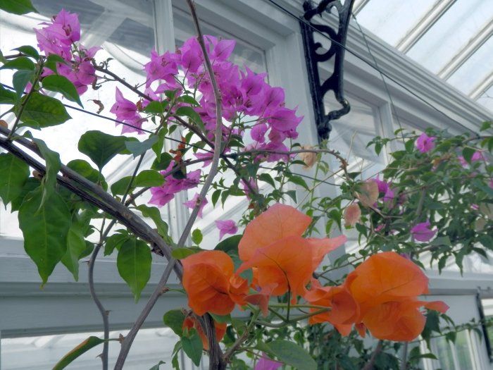 Purple and orange flowers are growing in a greenhouse