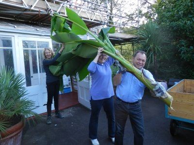 Removing Banana plant Removing Banana plant