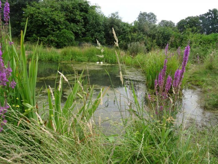 A small pond surrounded by tall grass and purple flowers.
