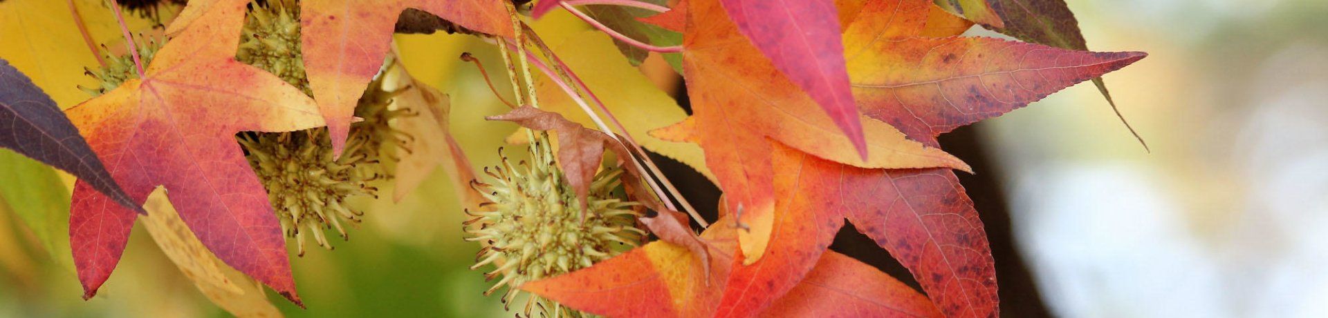 A close up of a tree branch with colorful leaves.