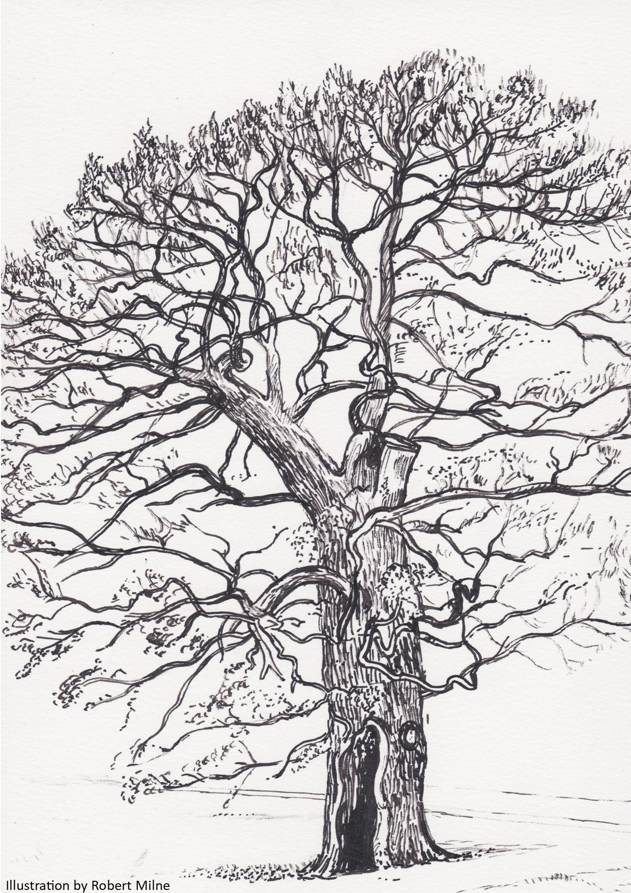 A black and white drawing of a tree without leaves.