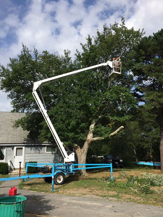 Bucket truck trimming a tree beside a house, with a worker in the raised boom.