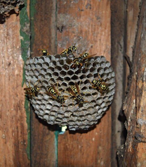 Wasp Nest - Pest Control Services Commercial & Industrial in Medford, NJ Wasp Nest - Pest Control Services Commercial & Industrial in Medford, NJ