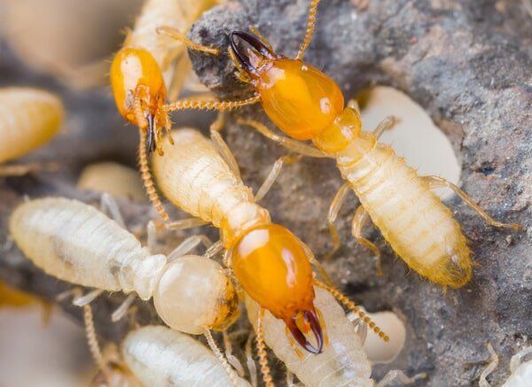 Termites on Work - Insect Control and Extermination in Medford, NJ Termites on Work - Insect Control and Extermination in Medford, NJ