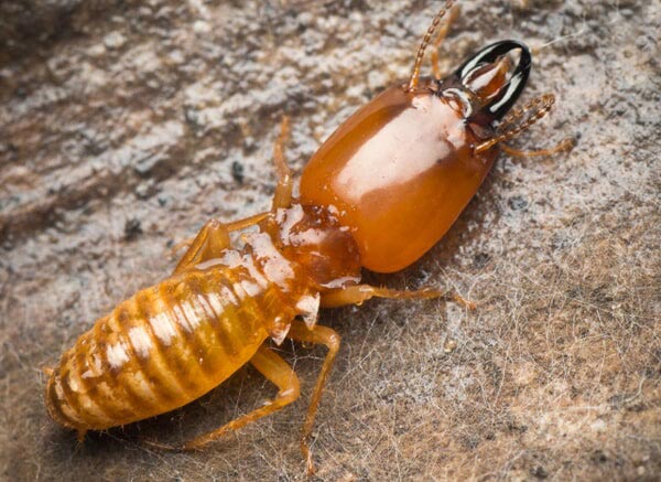 Termite - Insect Control and Extermination in Medford, NJ Termite - Insect Control and Extermination in Medford, NJ