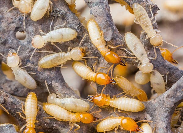 Termites on Wood - Insect Control and Extermination in Medford, NJ Termites on Wood - Insect Control and Extermination in Medford, NJ