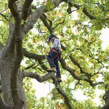 Tree felling