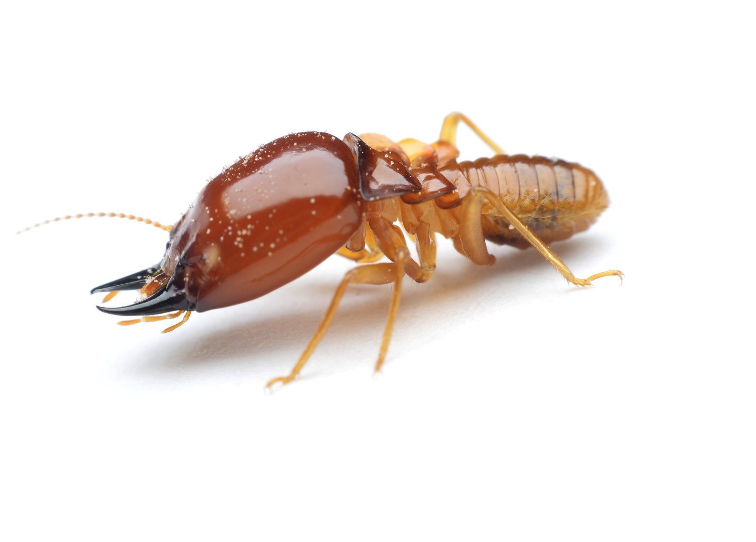 termite activity