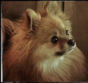 Pomeranian very dark brown nose
