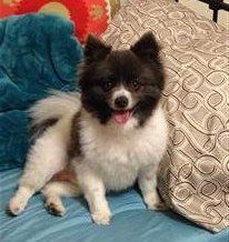parti Pomeranian, chocolate and white