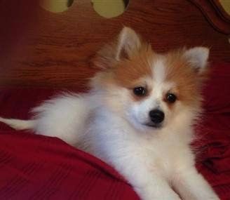 white and orange parti Pomeranian