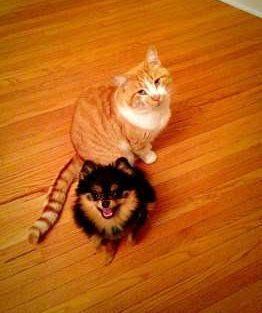 little Pomeranian and big cat