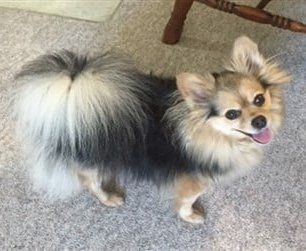 tri-color-pomeranian
